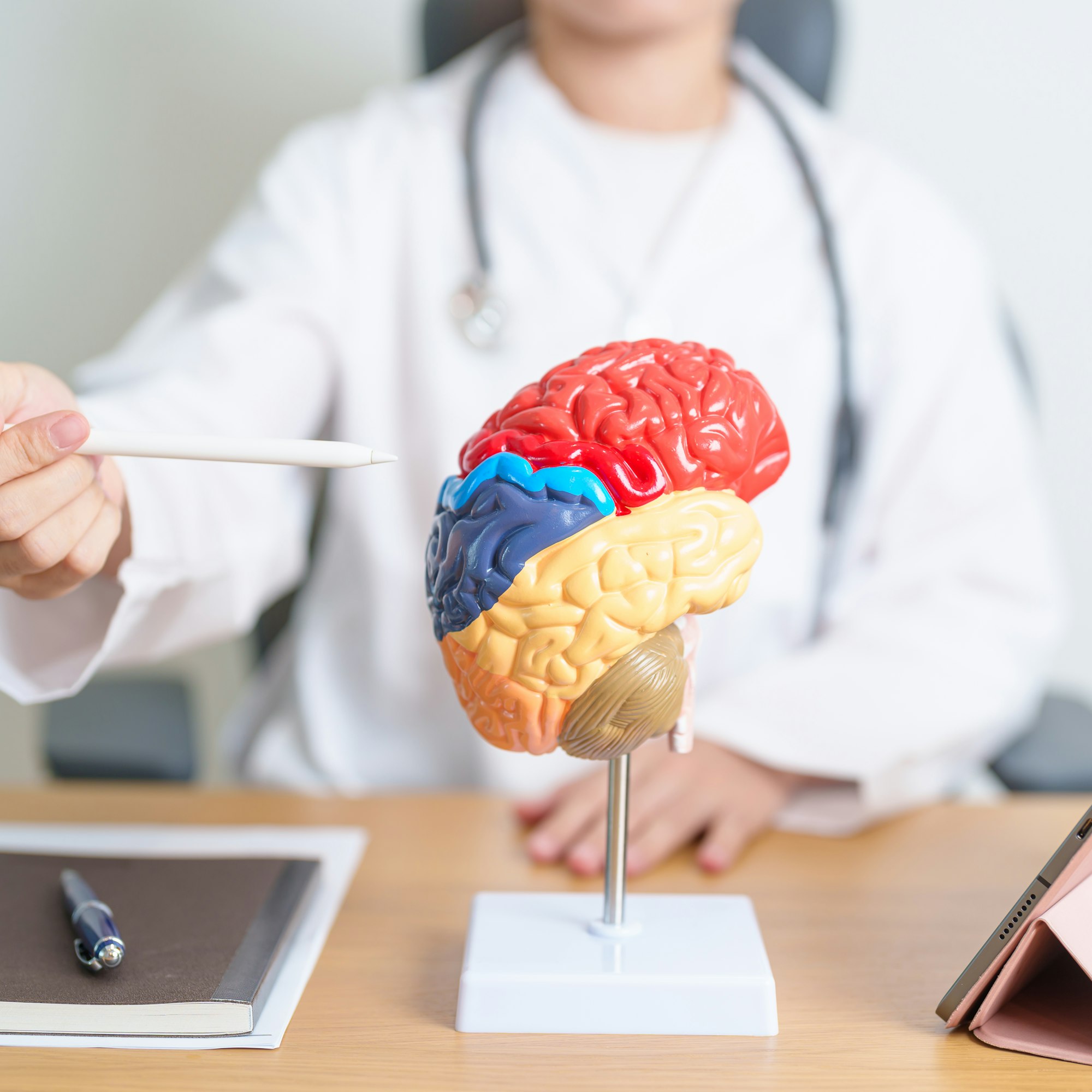 doctor with human Brain anatomy model and tablet.
