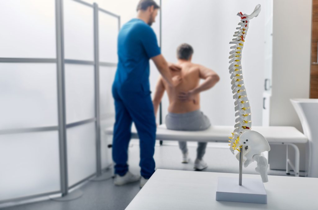 Model of a spine in table.